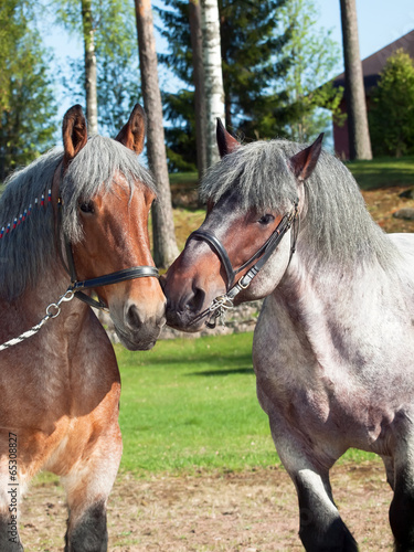 Photos mare and stallion of brabant breed
