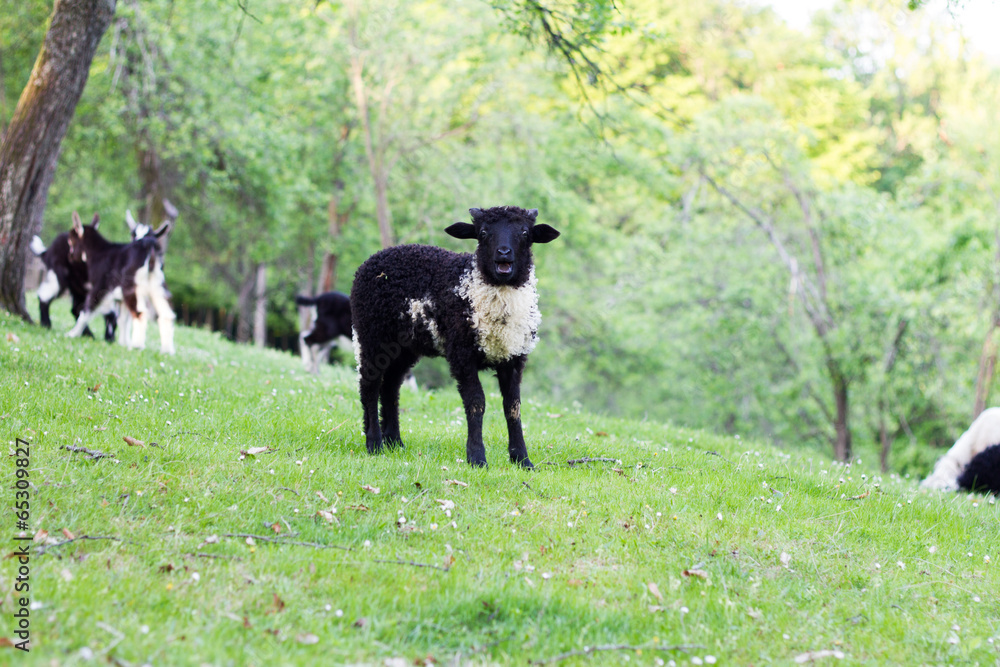 The grazing of sheep