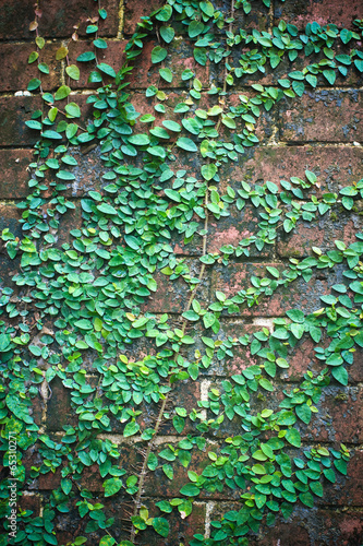 Brick wall with the climbing tree