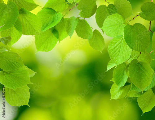 image of tree leaves on a green background © cooperr