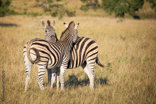 Two zebras  South Africa