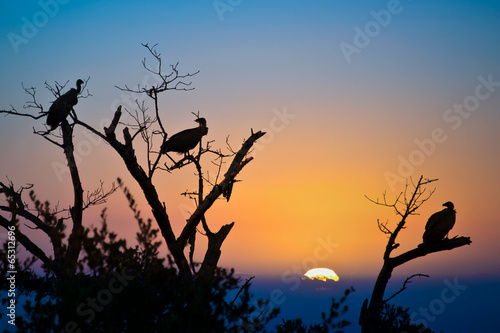 Sillhouettes of vultures in a tree at sunset  South Africa