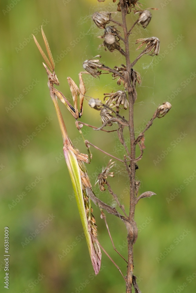 Empusa pennata, male Empusa pennata, male