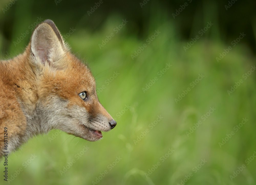 Young fox watching
