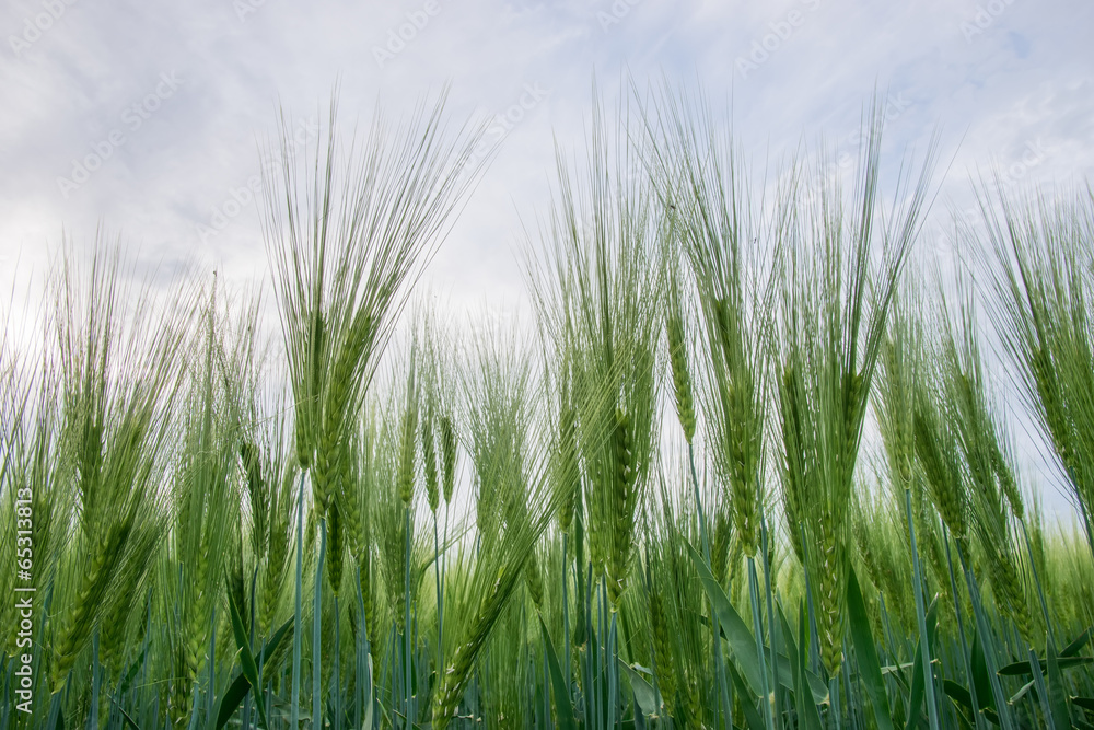 barley in the sky