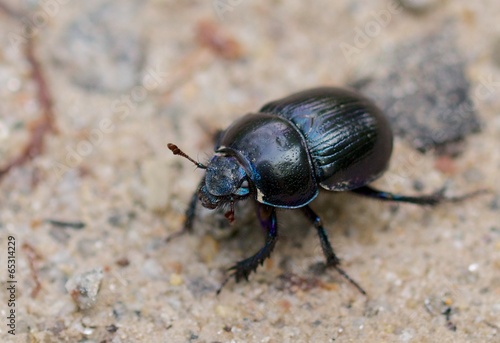 Macro shot of a common dung beetle walking in the sand