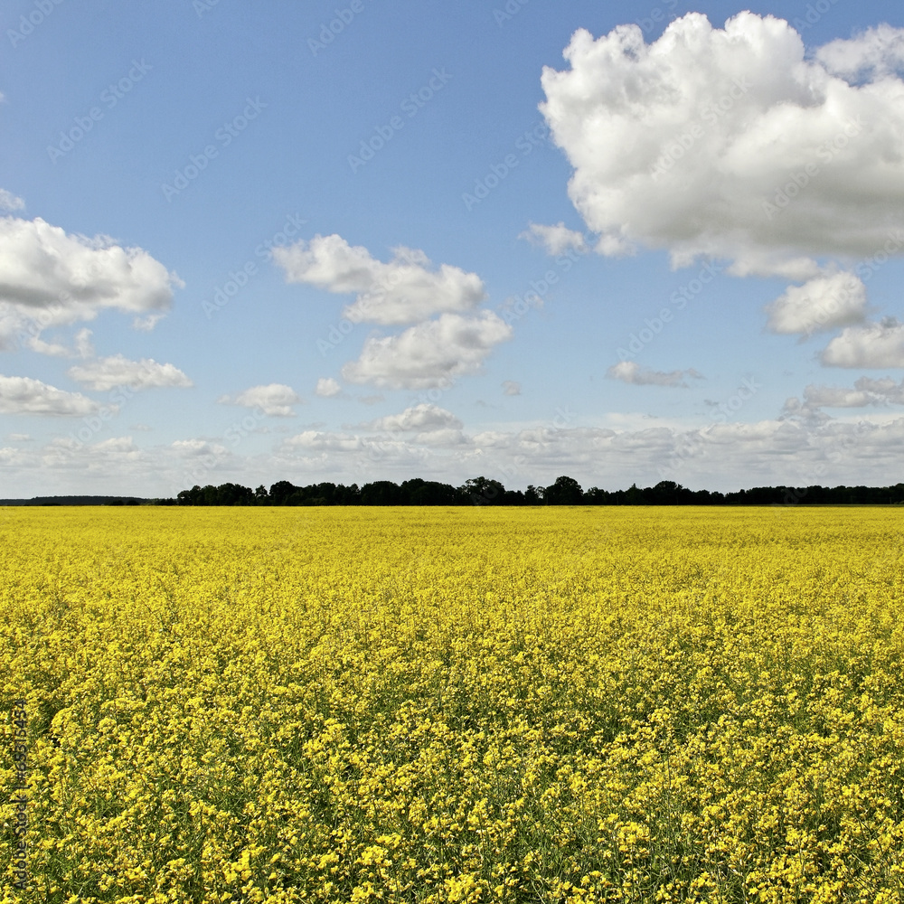 Canola field. Canola field.