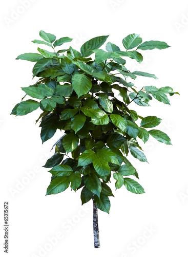 Young Pongamia pinnata (L.) Pierre