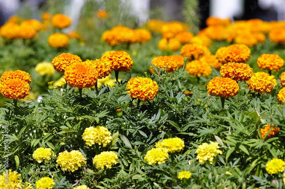 Yellow and orange flowers background Yellow and orange flowers background