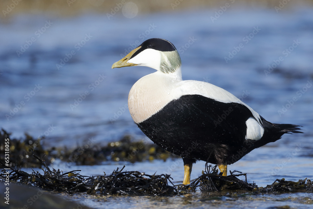 Fototapeta premium Eider duck, Somateria mollissima