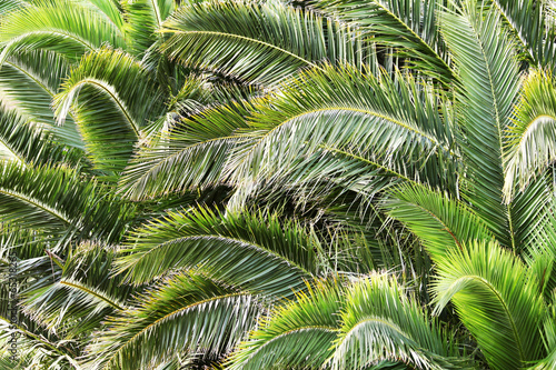 Palmenhintergrund  Palma de Mallorca