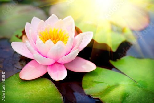 Blooming floating waterlilly closeup. Lotus flower in pond