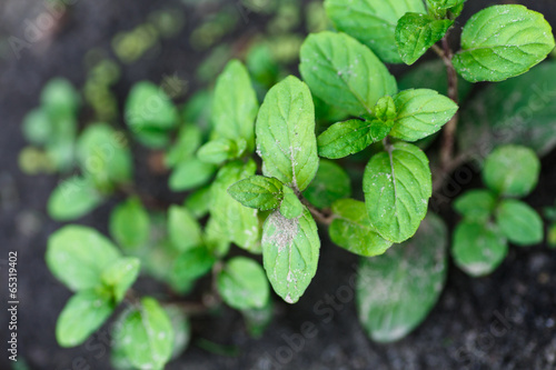 parsley growing in the garden