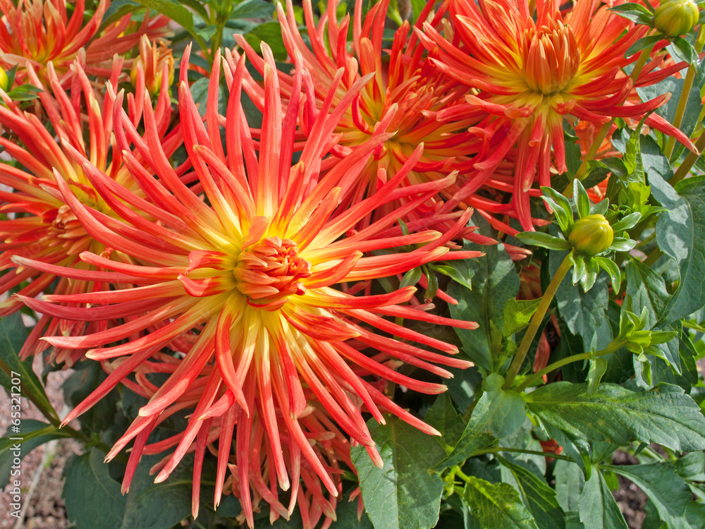 Dahlien Dahlien