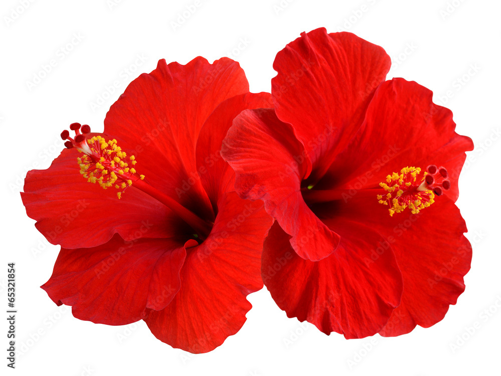 Fototapeta premium Red Hibiscus