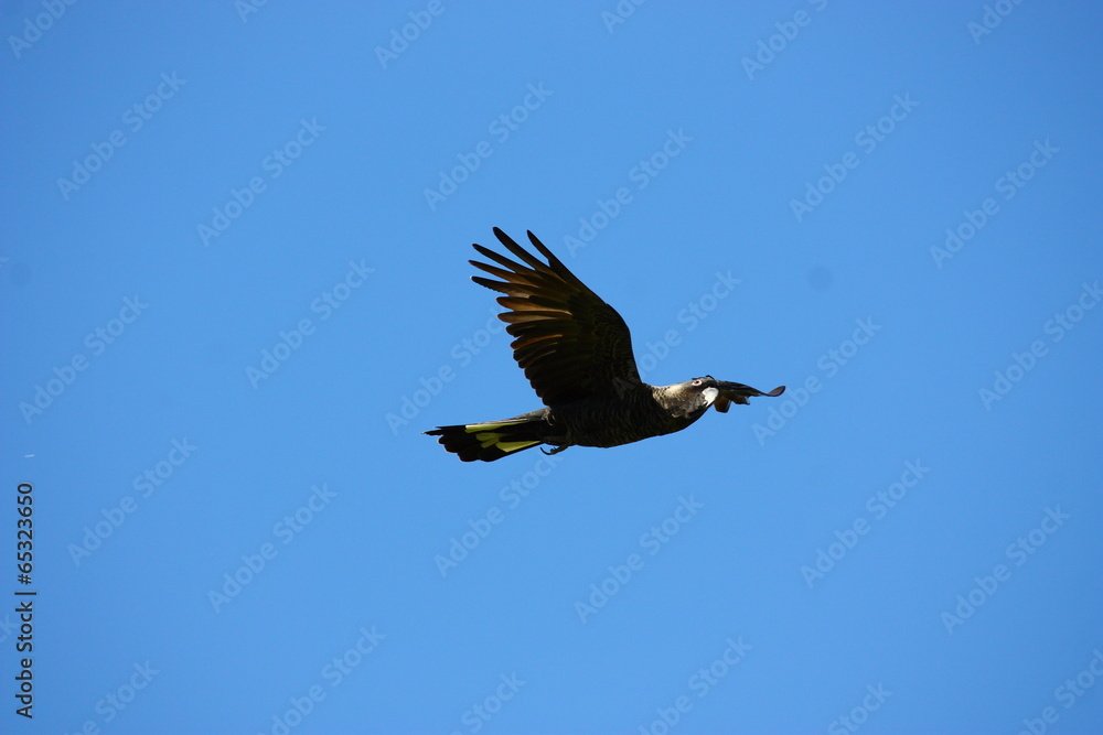 Obraz premium schwarzer Kakadu