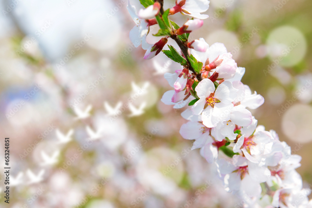 Fototapeta premium Beautiful fruit blossom, outdoors
