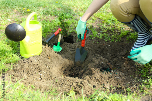 Gardener planting tree in spring