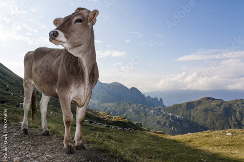 Mucca al pascolo