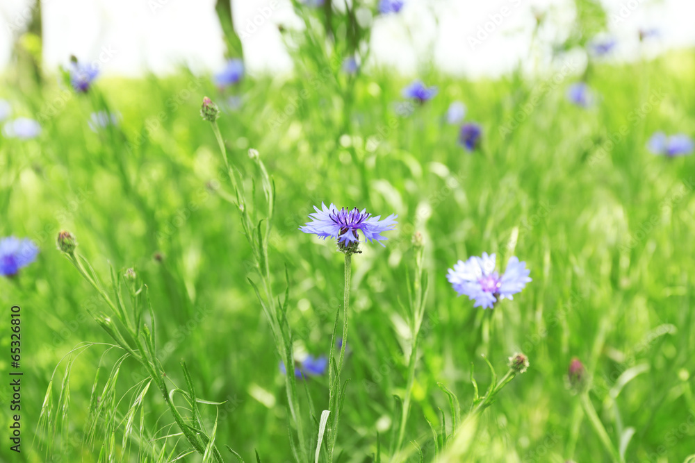 Beautiful cornflowers, outdoors Beautiful cornflowers, outdoors