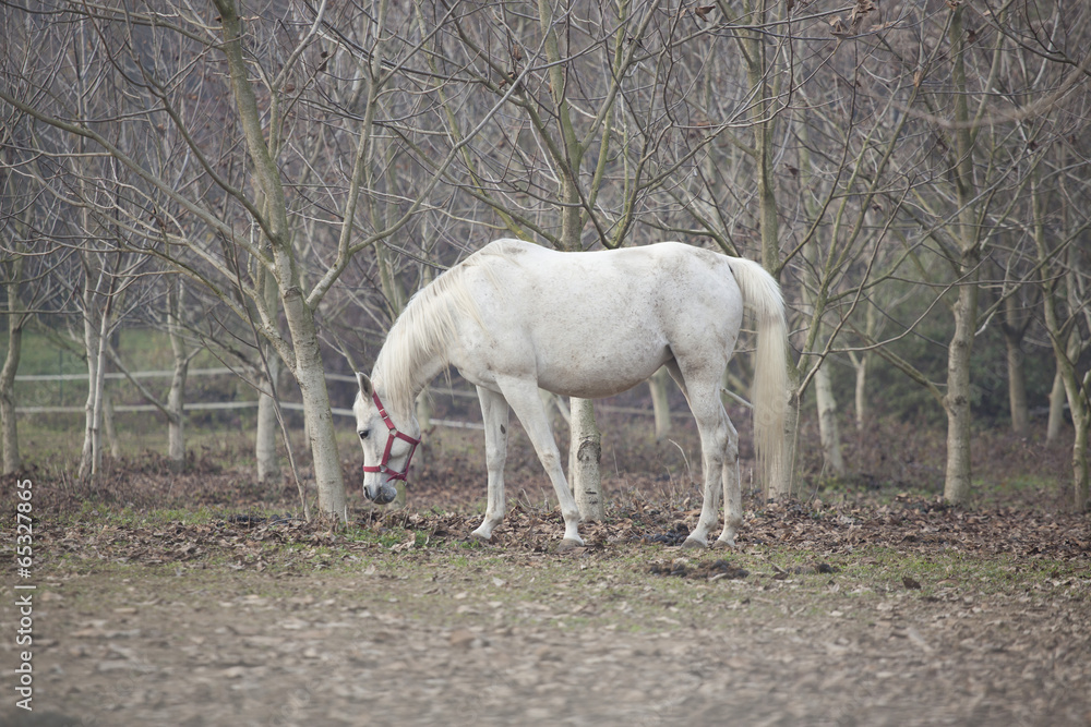 Cavallo bianco
