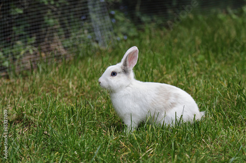 lapin blanc nain dans herbes