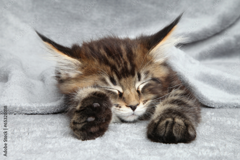Naklejka premium Kociak Maine Coon śpi