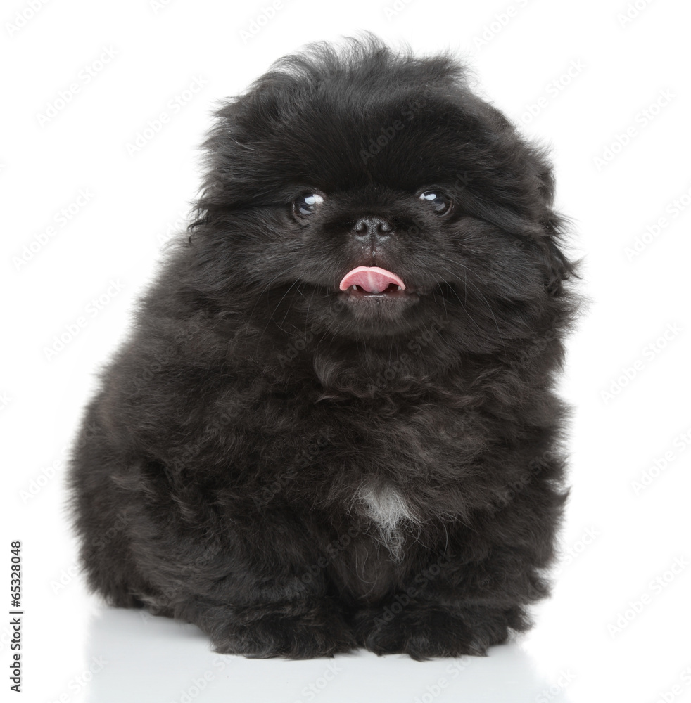 Obraz premium Pekinese puppy close-up portrait