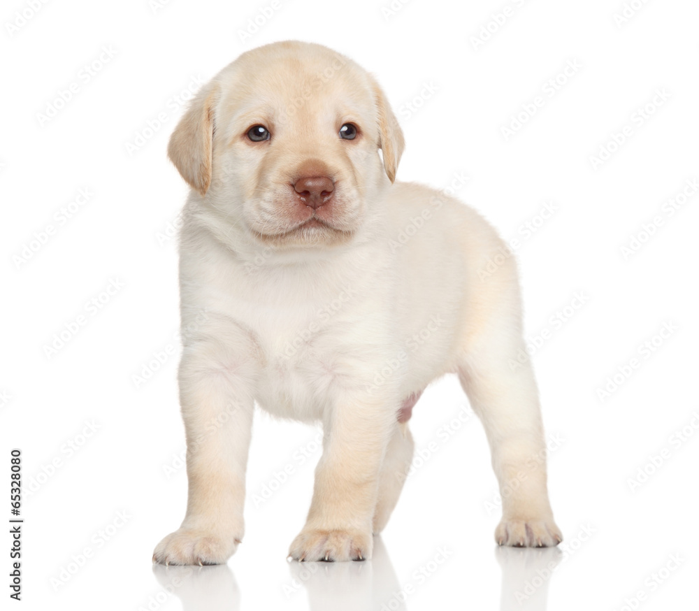 Golden retriever puppy, portrait
