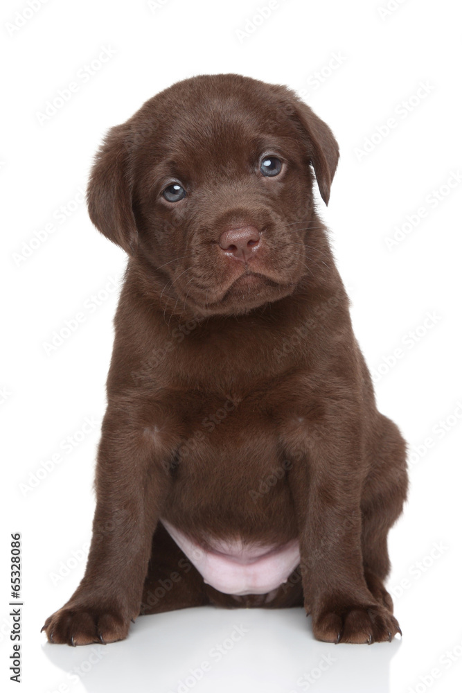 Chocolate Labrador retriever puppy, portrait