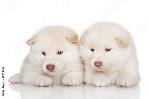 Shibainu puppies © jagodka
