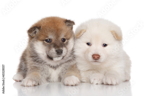 Two Shiba inu puppies