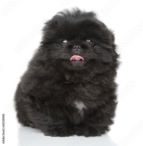 Pekinese puppy close-up portrait