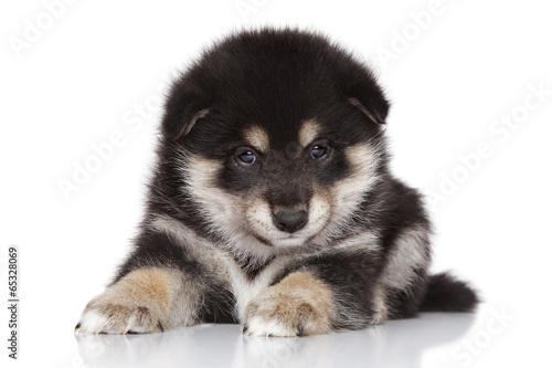 Shiba inu puppy on white background