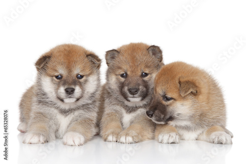 Shiba inu puppies © jagodka