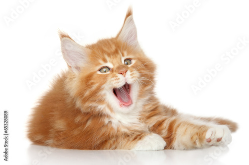 Fototapeta Naklejka Na Ścianę i Meble -  Maine Coon kitten yawn