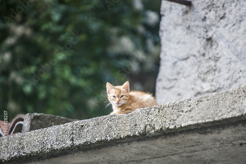 Gattino randagio riposa photo