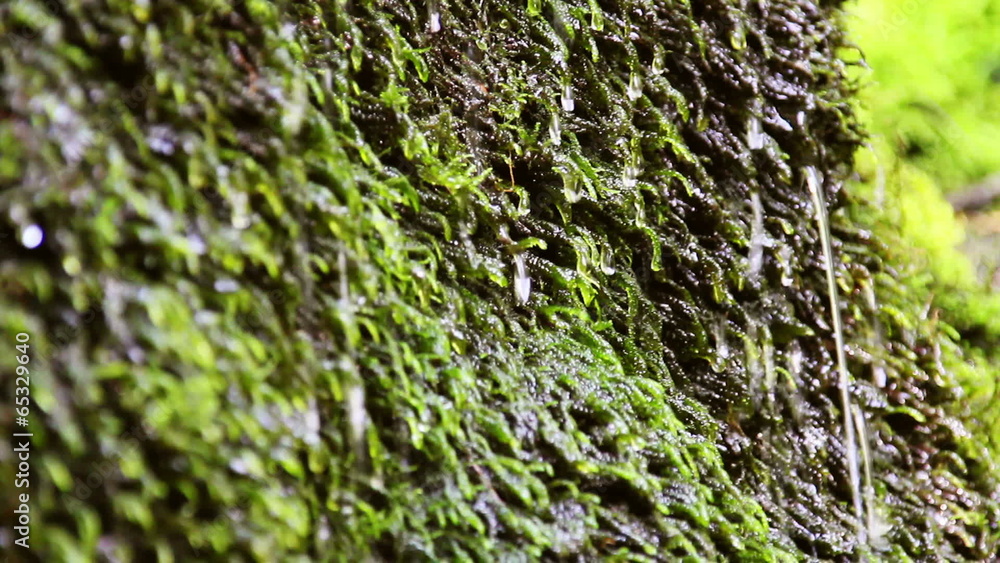 Mountain stream which springs from the mossy rock Mountain stream which springs from the mossy rock