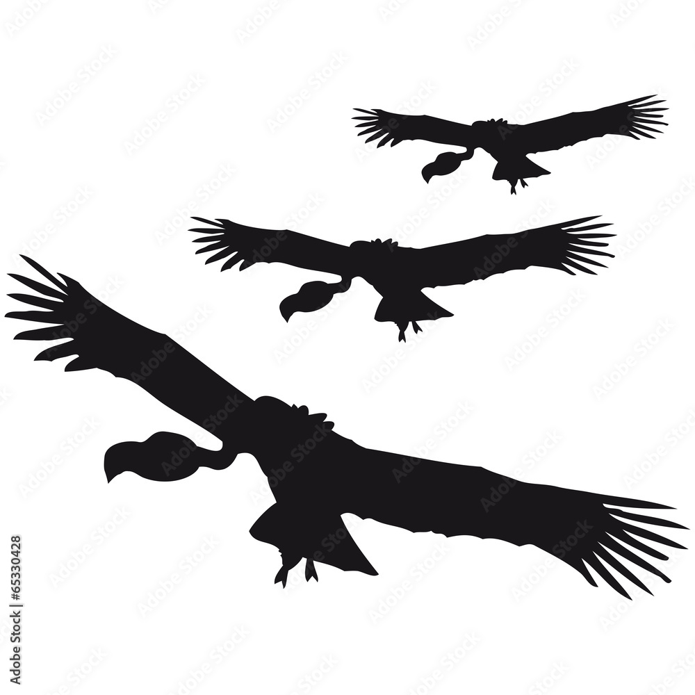 Obraz premium 3 Fliegende Kreisende Geier