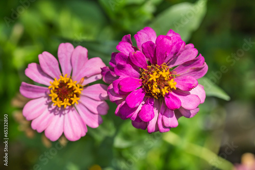 Zinnia flowers