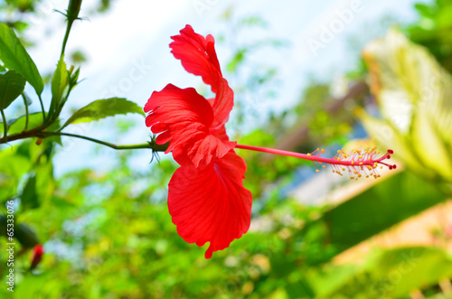 red hibiscus flower macro shot
