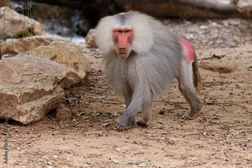 Large male hamadryas baboon walking in zoo
