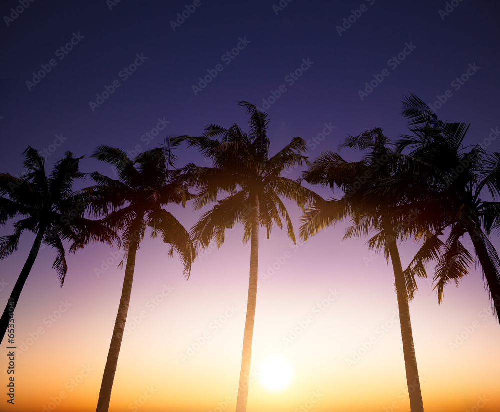 Coconut palms is  in tropic on sunset background