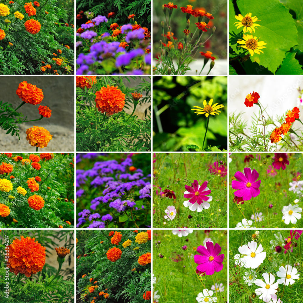 Obraz premium image of mix different flowers