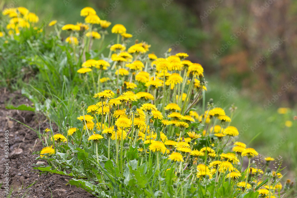 Fototapeta premium Flowering dandelions