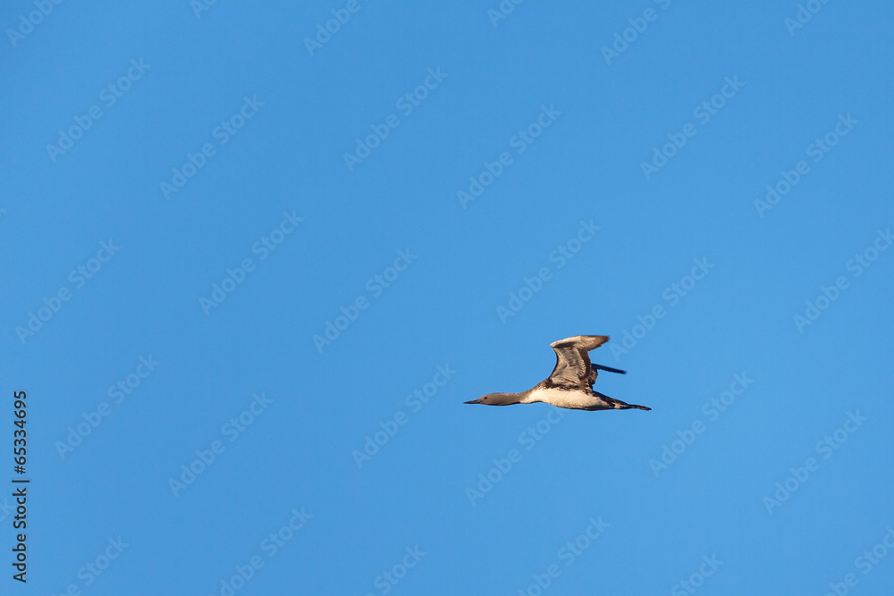 Obraz premium Red throated Loon