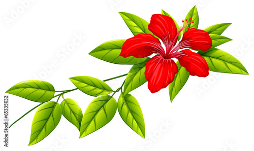 A plant with a red flower