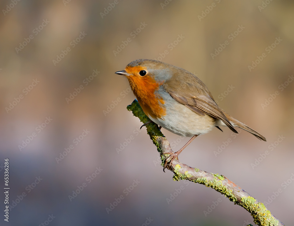 robin robin
