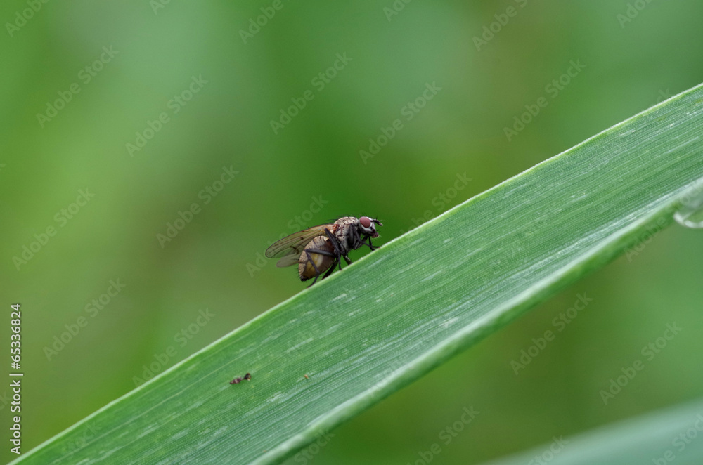 Fototapeta premium Fly on grass