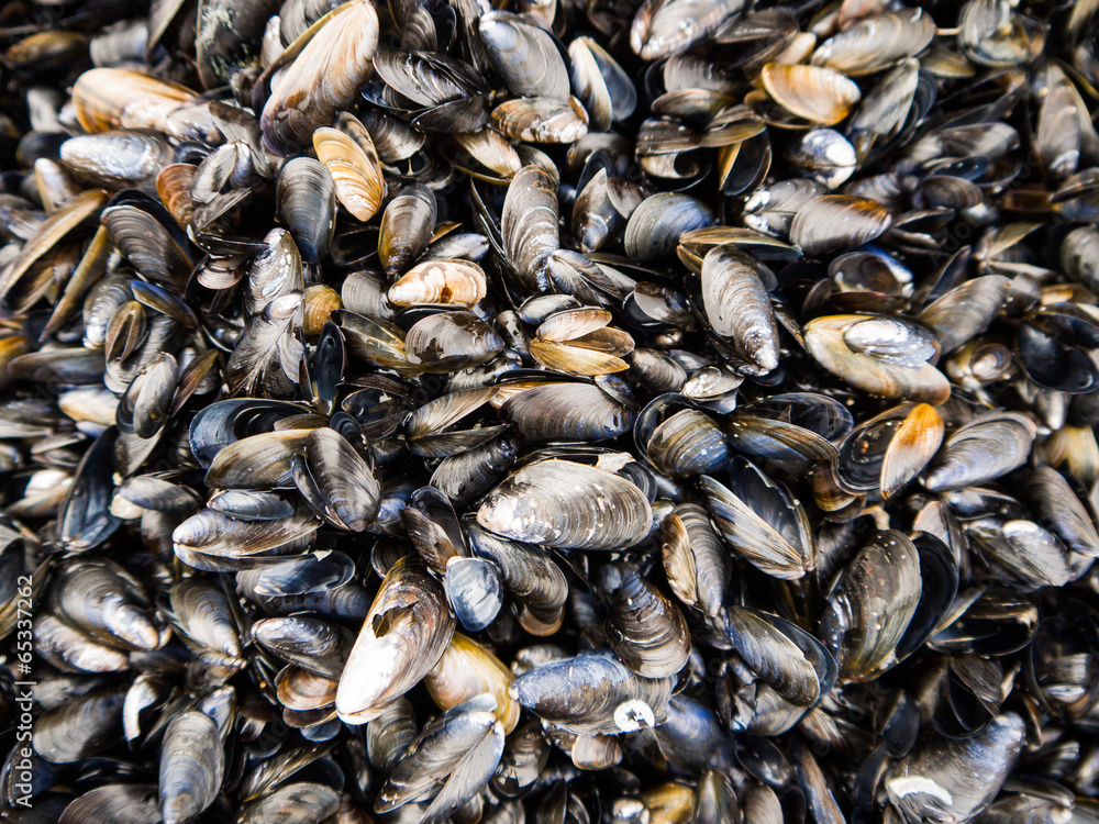Miesmuscheln an der Küste Rügens Miesmuscheln an der Küste Rügens